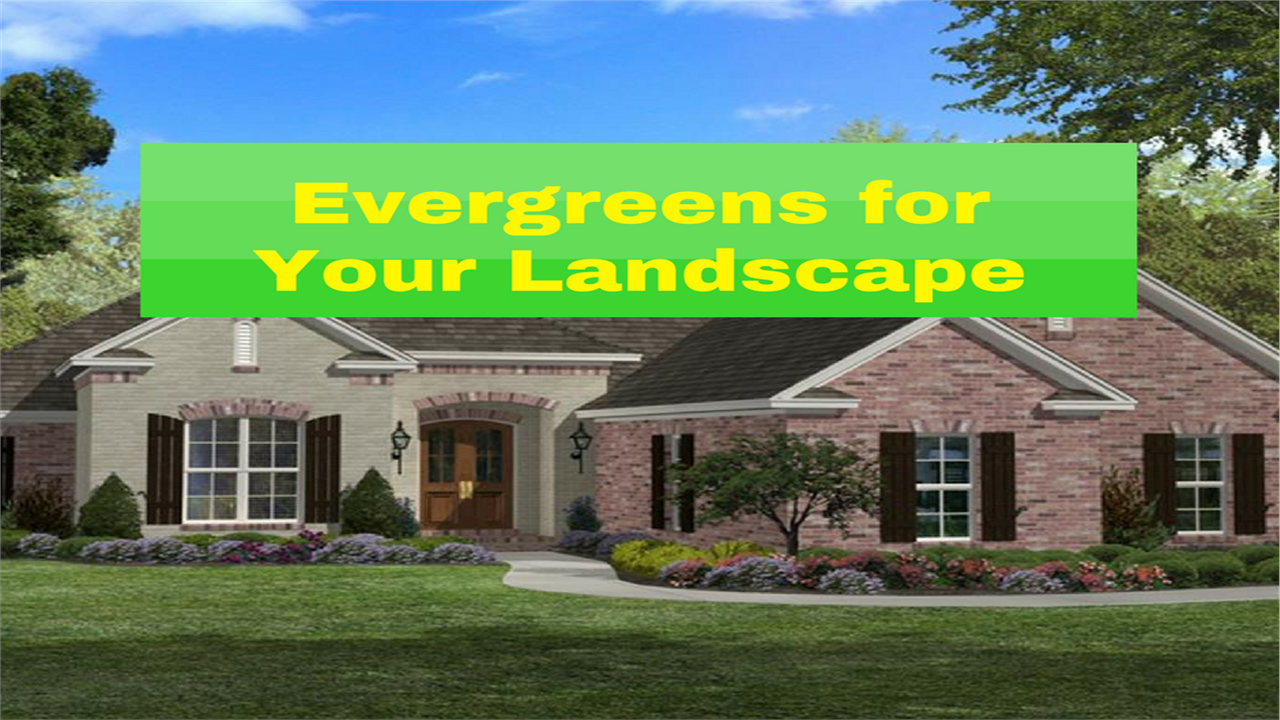 Lead illustration for article about evergreens for your home landscape
